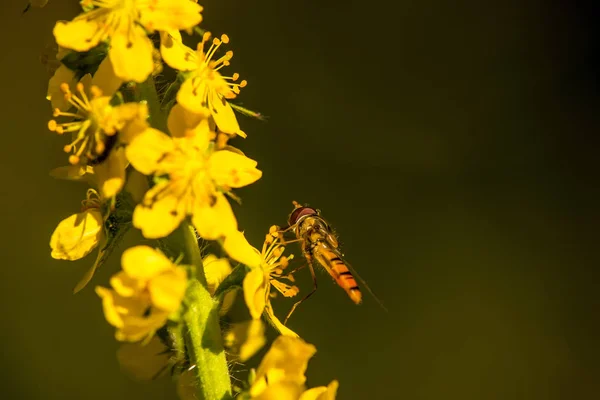 Marmelat hoverfly üzerinde ortak Kasıkotu çiçek — Stok fotoğraf