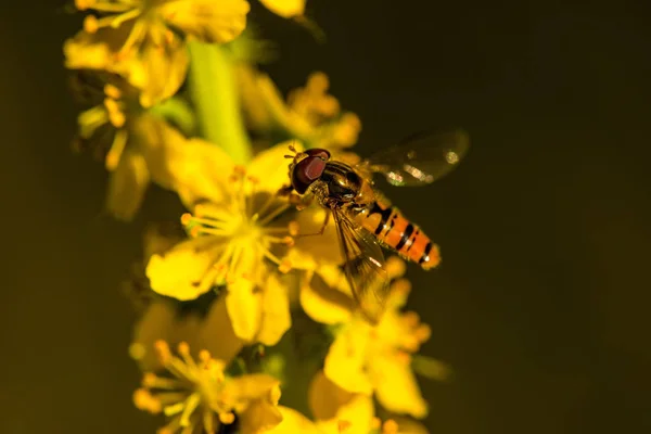 Marmolada Hoverfly na wspólnym kwiat Rzepik — Zdjęcie stockowe