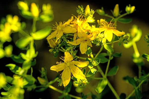 Johanniskraut, Heilpflanze mit Blüte — Stockfoto