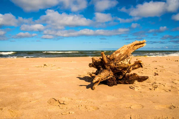 Driftwood на пляжі Балтійського моря — стокове фото