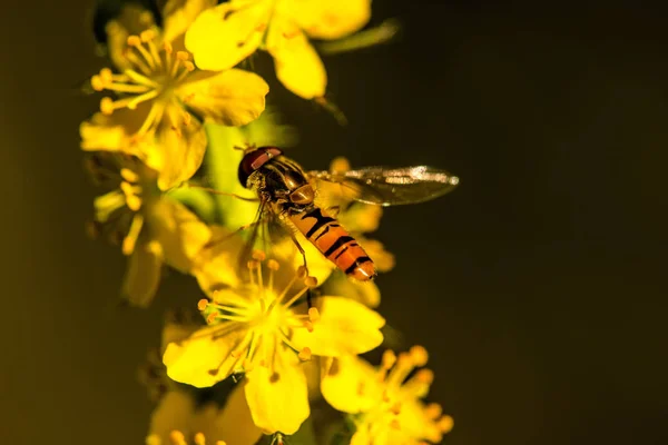 Marmalade hoverfly on common agrimony flower — Stock Photo, Image
