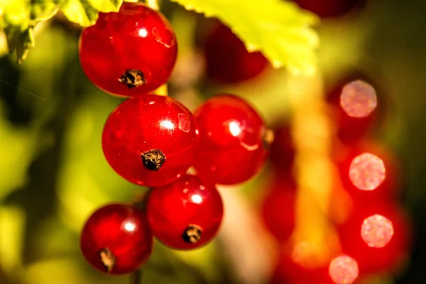 Red currant, closeup of the ripe berries — Stock Photo, Image