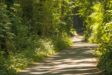 Orman yolu güneşli ışıkta