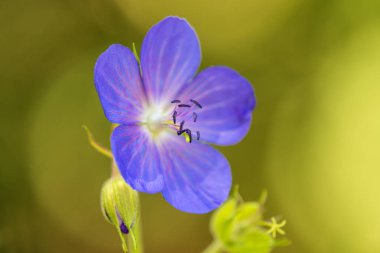 Yaz aylarında çiçek ile çayır cranessbill