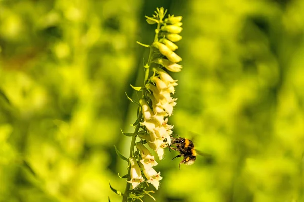 Buff-tailed bumblebee on yellow foxglove — Stock Photo, Image