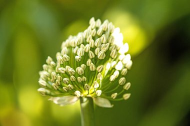 çiçek ve bulanık arka plan ile bahar soğan