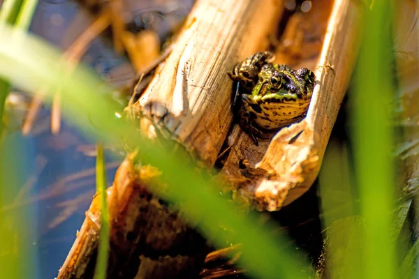 Water frog in a moor reserve in Poland — Stock Photo, Image