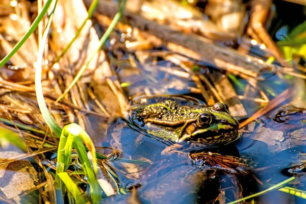 ポーランドの湿原保護区で水カエル — ストック写真
