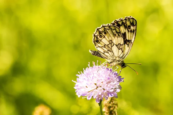 Gemarmerde witte vlinder op Knautia — Stockfoto