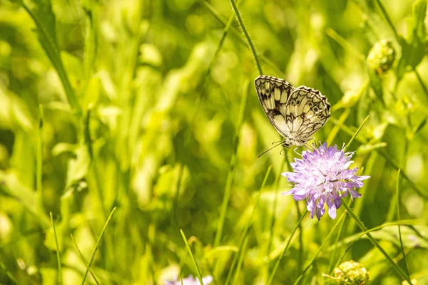 Gemarmerde witte vlinder op Knautia — Stockfoto