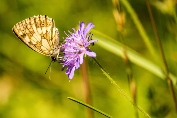 Marbled white butterfly on Knautia — Stock Photo, Image