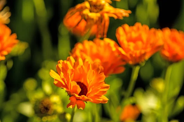 Calendula, pianta medicinale con fiore — Foto Stock