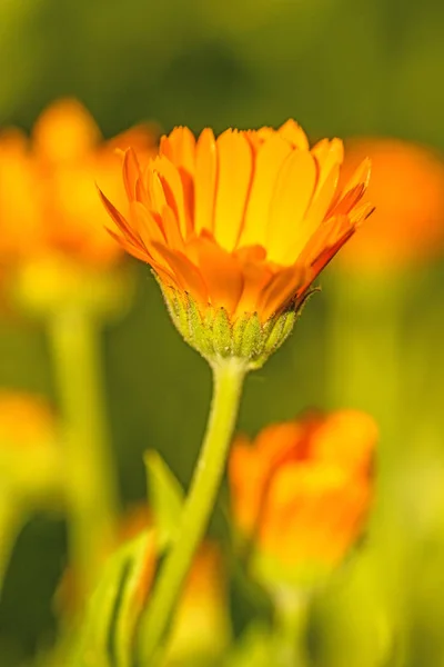 Calendula, pianta medicinale con fiore — Foto Stock