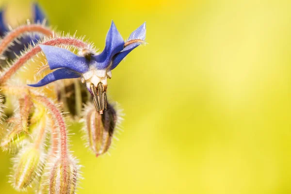 Bee on flower of a borage — Stock Photo, Image