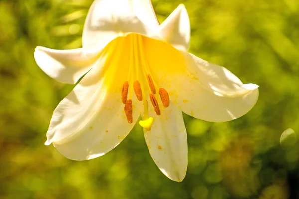 带花、中世纪象征和药用植物的丽丽百合花 — 图库照片