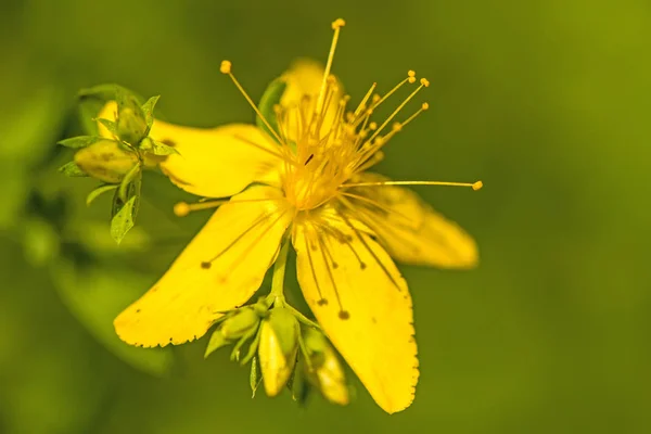 St. John wort, medicinal plant with flower — Stock Photo, Image