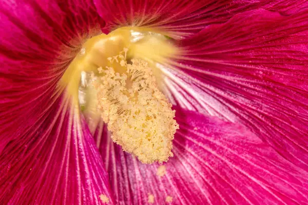 Mauve, plante médicinale avec fleur — Photo
