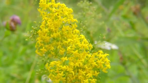 Lady Bedstraw Spice Medicinal Plant Flower — Stock Video