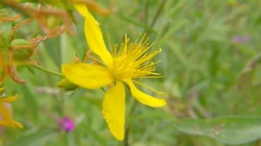 Aziz John otu, çiçekli şifalı bitki. 