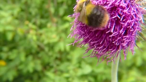 Devedikeni Üzerinde Erken Bumblebee — Stok video