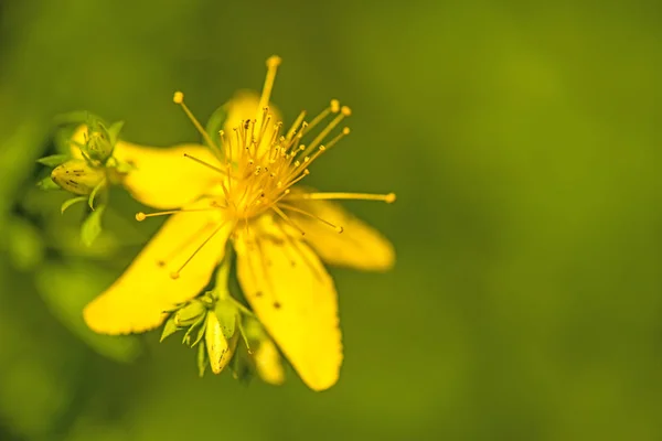 Johanniskraut, Heilpflanze mit Blüte — Stockfoto