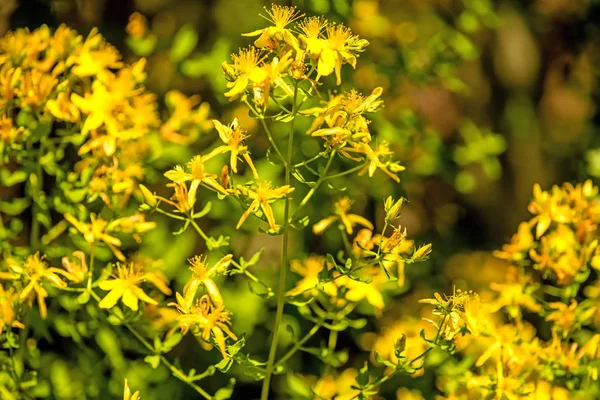 St. John wort, medicinal plant with flower — Stock Photo, Image