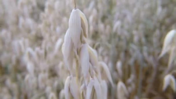 Field Young Oat Germany — Stock Video