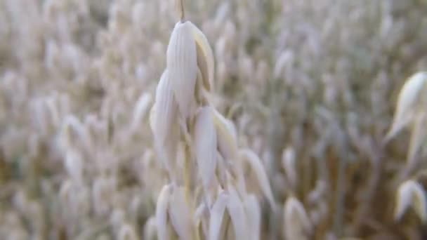 Campo Avena Joven Alemania — Vídeo de stock