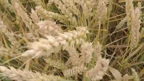Field Ripe Wheat Germany — Stock Video
