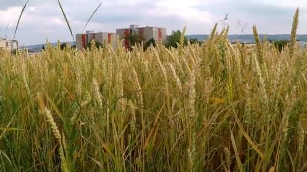 Поле Спелой Пшеницы Германии — стоковое видео