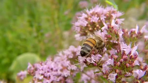 Μέλισσα Στο Λουλούδι Της Άγριας Ρίγανης Στη Γερμανία — Αρχείο Βίντεο