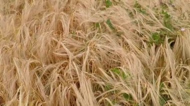 Almanya'da yaz aylarında arpa, tarla ve baş yakın çekim