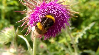 Almanya'da yaz aylarında devedikeni çiçek üzerinde kuzey beyaz kuyruklu bumblebee