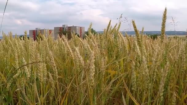 Campo Grano Maturo Germania — Video Stock