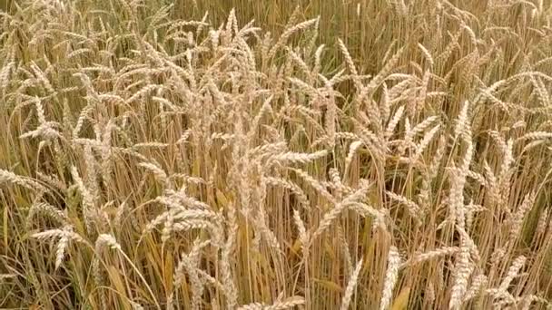 ドイツの熟した小麦のフィールド — ストック動画