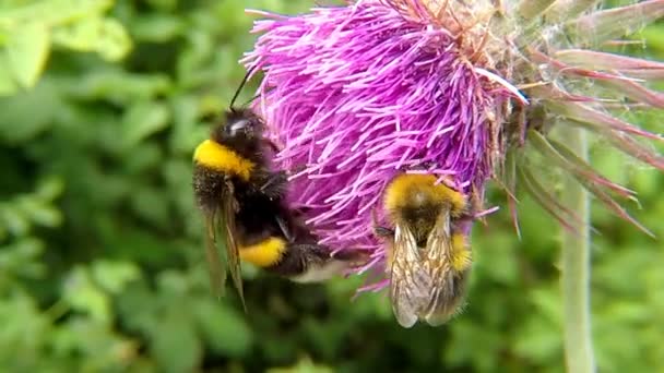 Kuzey Beyaz Kuyruklu Bumblebee Devedikeni Üzerinde Beyaz Kuyruklu Bumblebee — Stok video