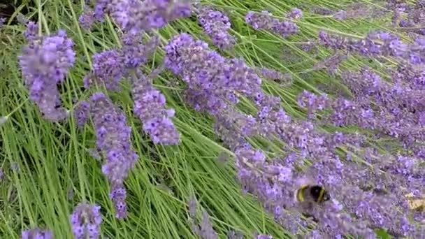 Lavendel Medicinalväxt Och Krydda Med Blomma — Stockvideo