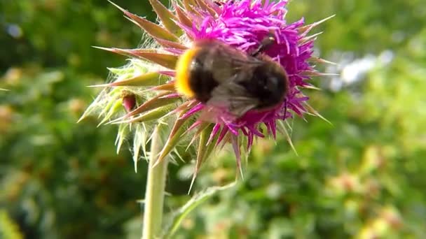 Bumblebee Thistle Flower Summer Germany — Stock Video