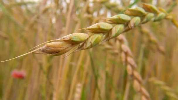 pole pšenice špalda v létě v Německu