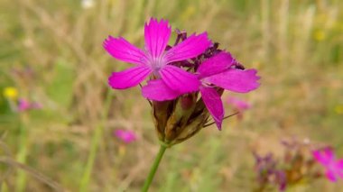 Kartaca Pembesi, manastırların ortaçağ şifalı bitkisi.