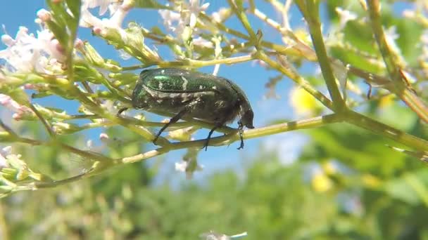 Green Rose Chafer Valerian Flower — Stock Video