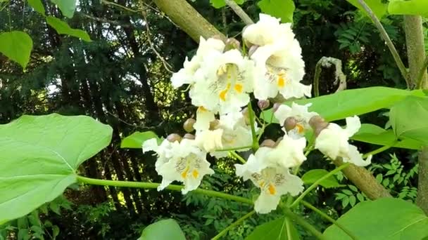 Νότια Καταλπα Δέντρο Λουλούδια — Αρχείο Βίντεο