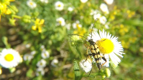 Spotted Longhorn Flower Germany — Stock Video