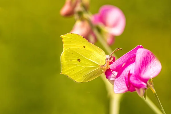 Brimstone butterfly on vetch flower — Stock Photo, Image