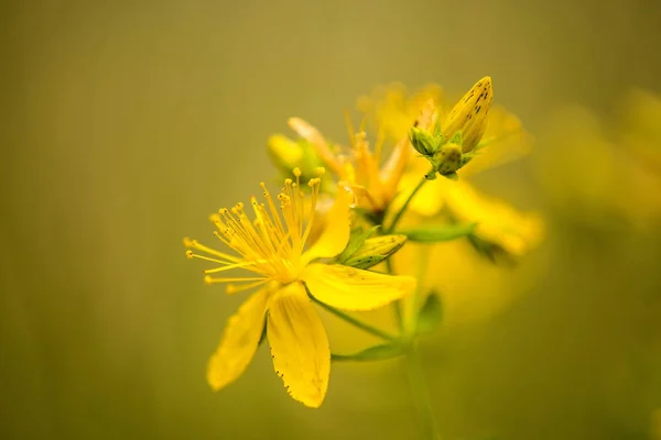 Hierba de San Juan, planta medicinal con flor —  Fotos de Stock