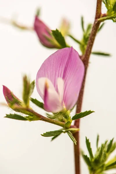 Spiny Restharrow, medicinal plant with flower — Stock Photo, Image