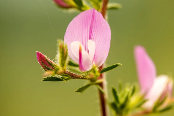 Колючий Restharrow, лікарська рослина з квіткою Стокове Фото