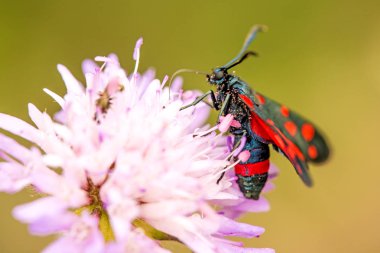 bir tarla nın çiçek üzerinde altı nokta burnet uyuz