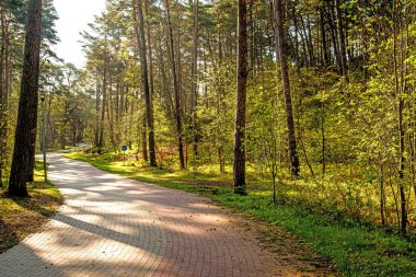 Polonya'da Baltık denizinde orman