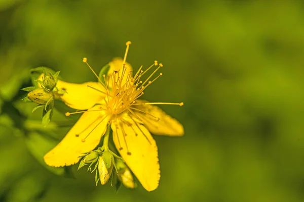 St. John wort, medicinal plant with flower — Stock Photo, Image